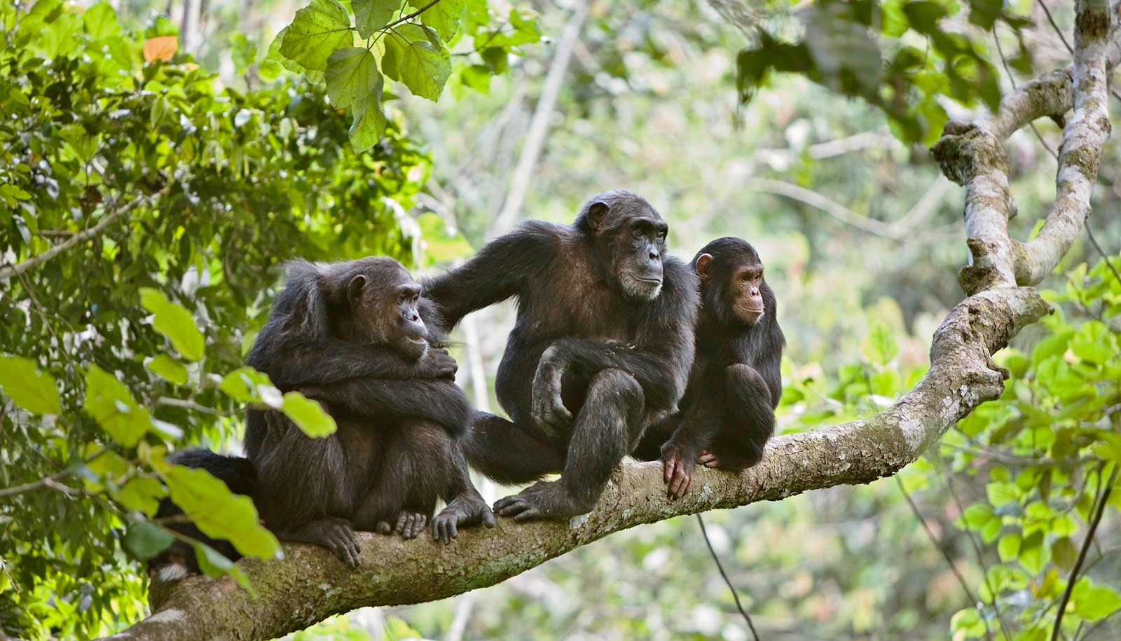 Gombe National Park image 4