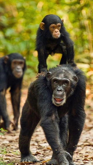 Gombe National Park image 3