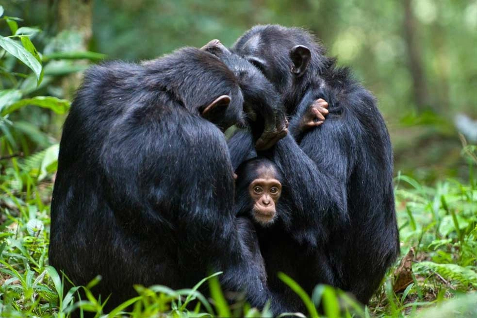 Gombe National Park image 5