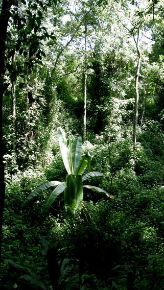 Kakamega Forest National Reserve image 2