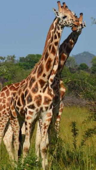 Kidepo Valley National Park image 3