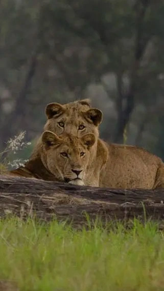 Kidepo Valley National Park image 2