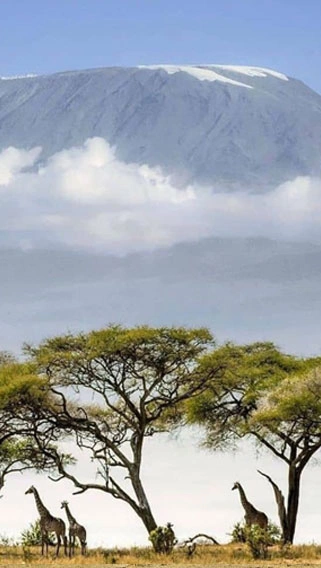 Kilimanjaro National Park image 2