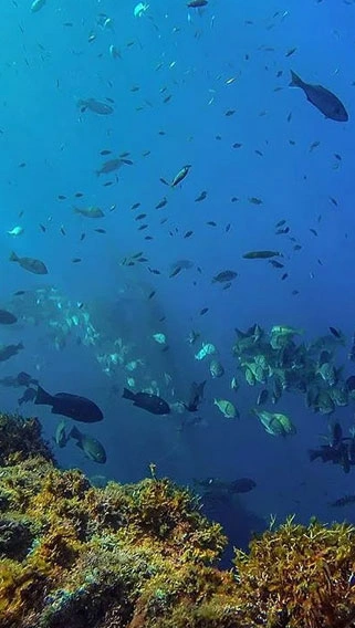Kisite Mpunguti Marine National Park image 5