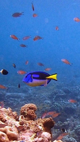 Kisite Mpunguti Marine National Park image 6