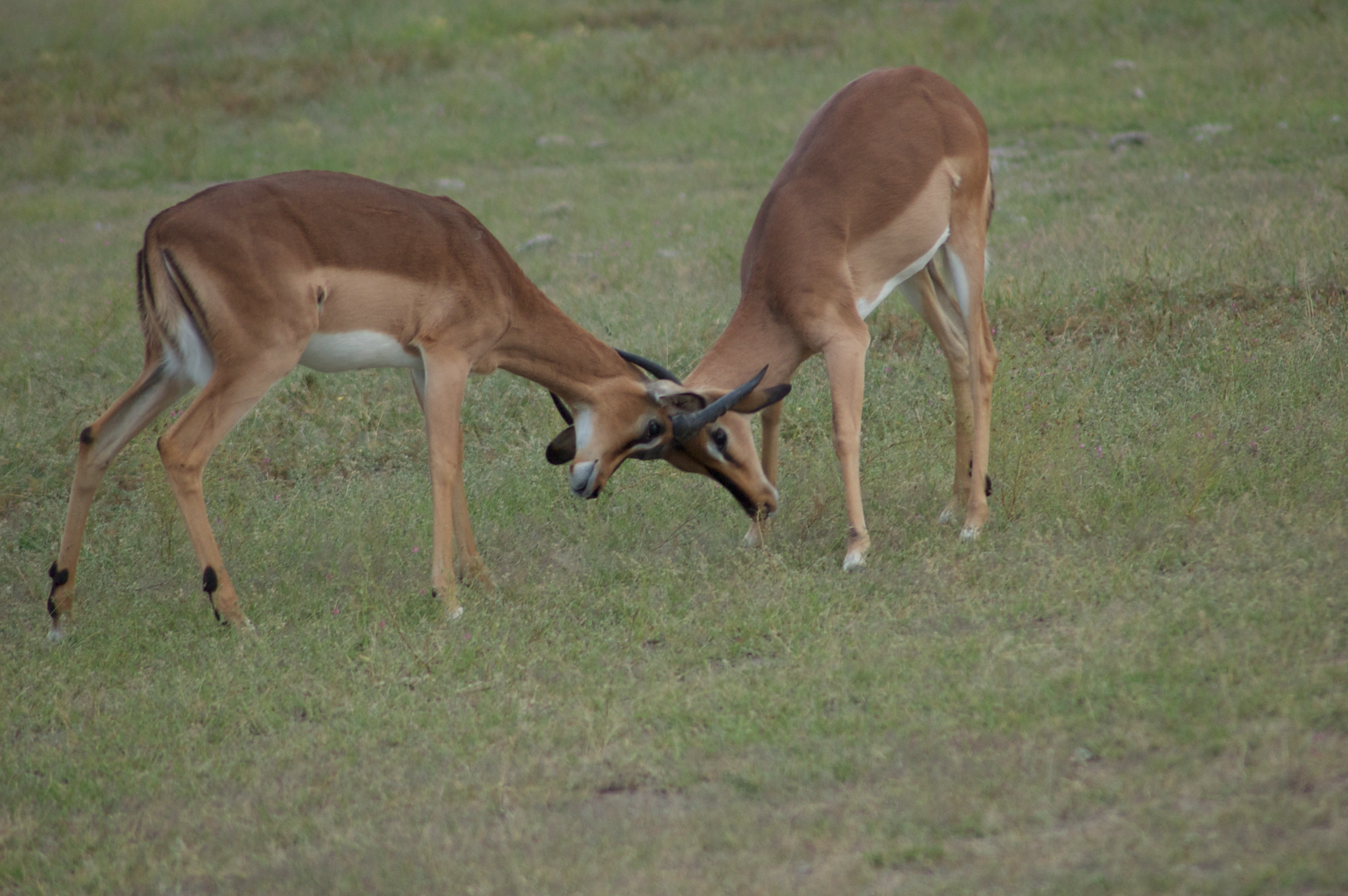 Kisumu Impala Sanctuary image 4