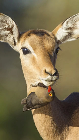 Kisumu Impala Sanctuary image 2