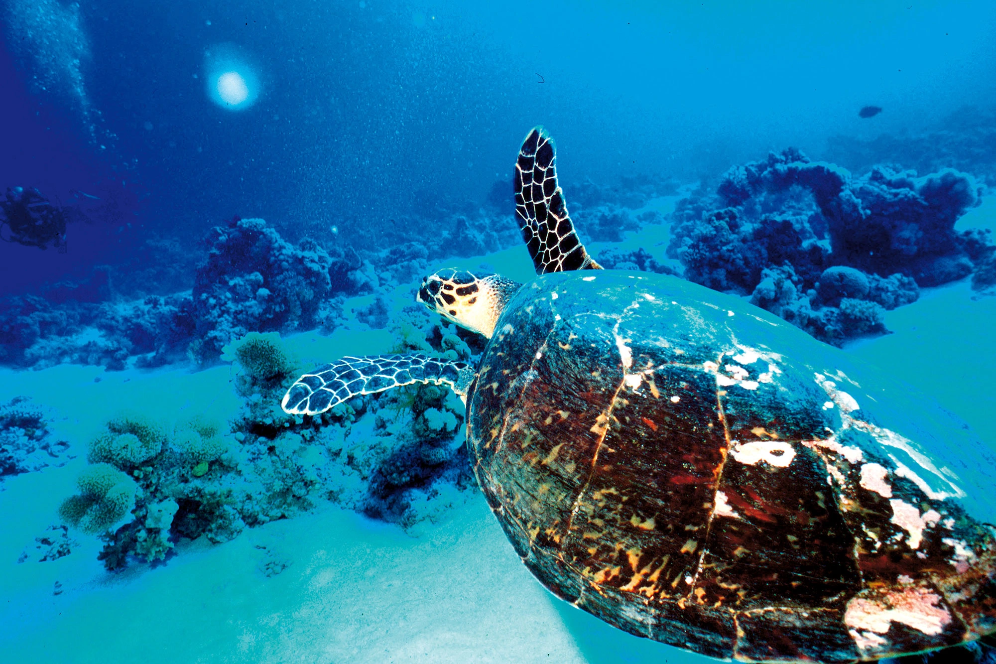 Kiunga Marine National Reserve image 5