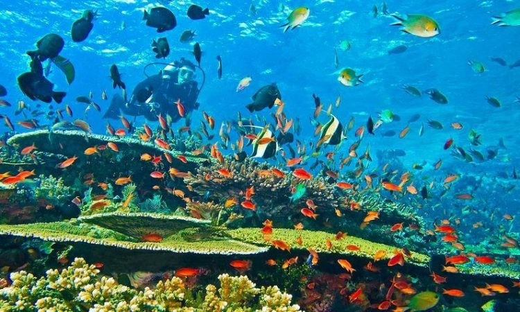Kiunga Marine National Reserve image 6
