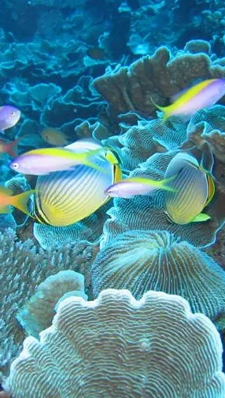 Kiunga Marine National Reserve image 2