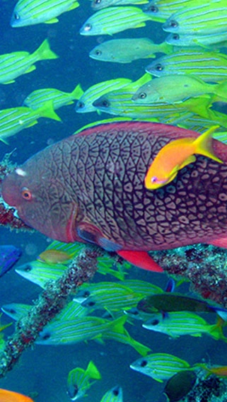 Kiunga Marine National Reserve image 3