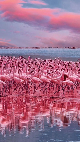 Lake Baringo National Reserve image 2