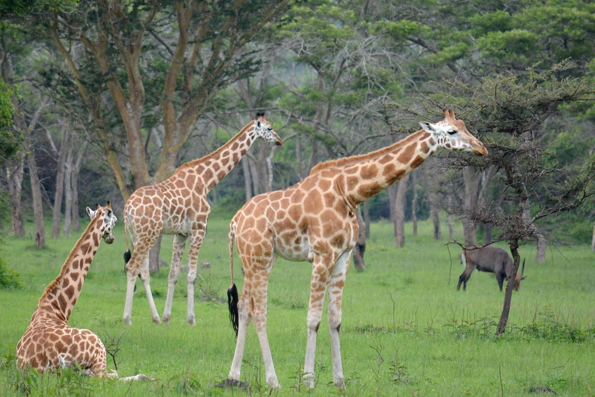Lake Mburo National Park image 4