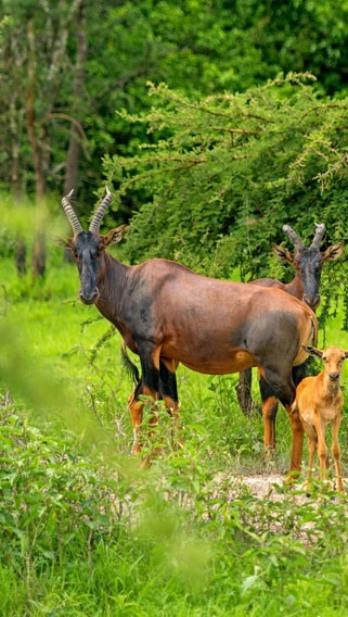 Lake Mburo National Park image 3
