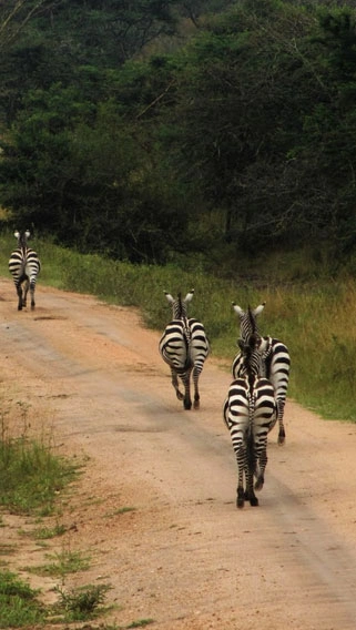 Lake Mburo National Park image 2