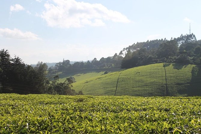 Limuru Tea Plantations image 4