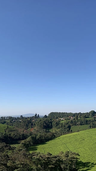 Limuru Tea Plantations image 3