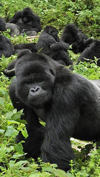 Mgahinga National Park image 2