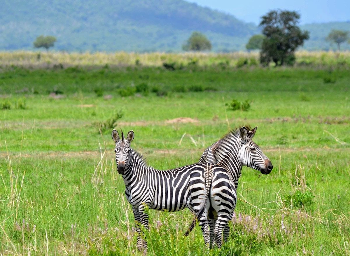 Mikumi National Park image 5