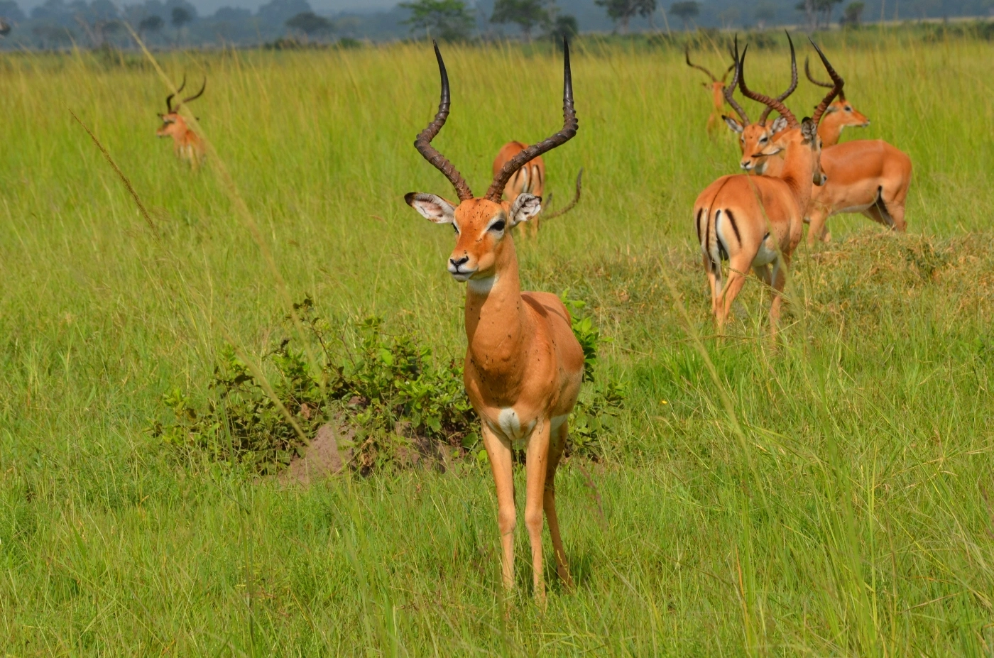 Mikumi National Park image 6