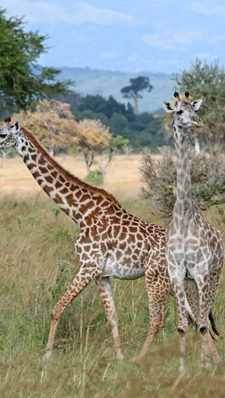 Mikumi National Park image 2