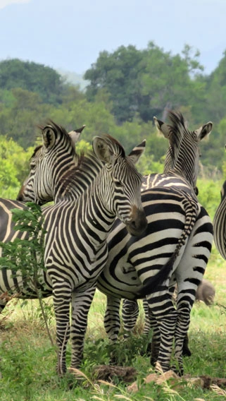 Mikumi National Park image 3