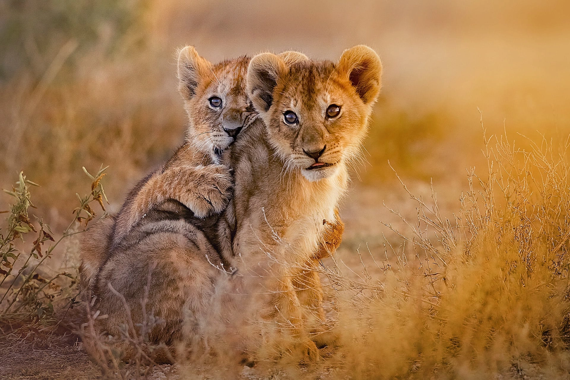 Mkomazi National Park image 6