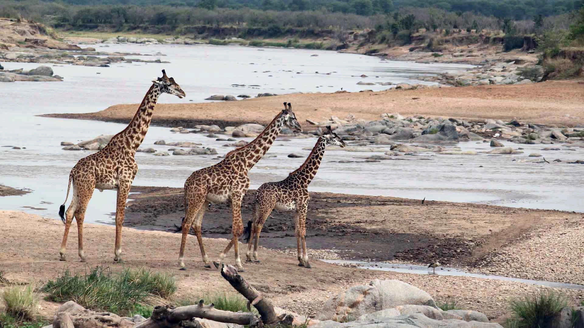 Mkomazi National Park image 4