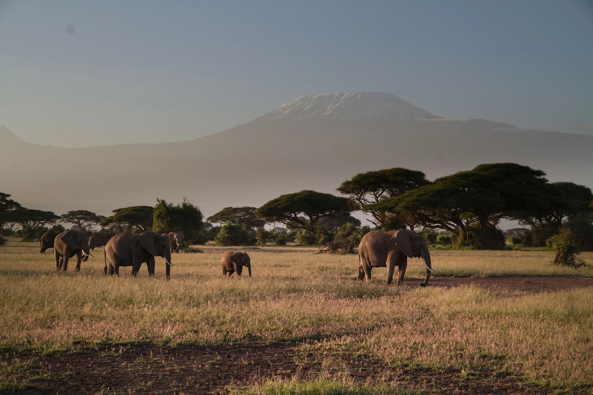 Mkomazi National Park image 5