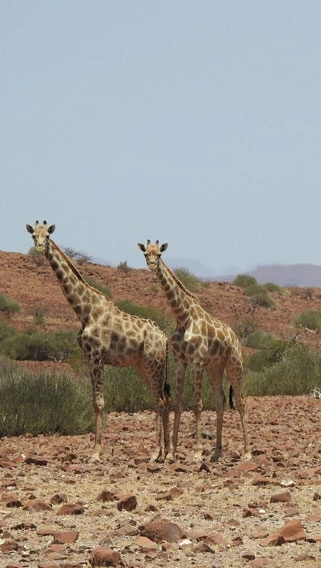 Mkomazi National Park image 3