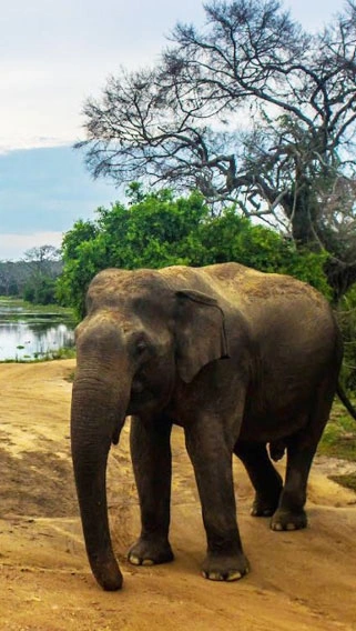 Mkomazi National Park image 2