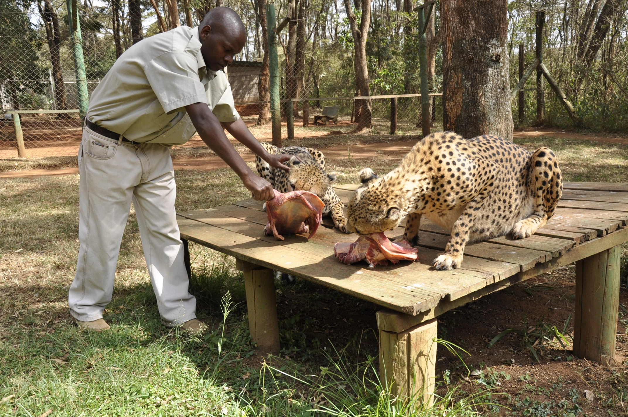 Nairobi Animal Orphanage image 2