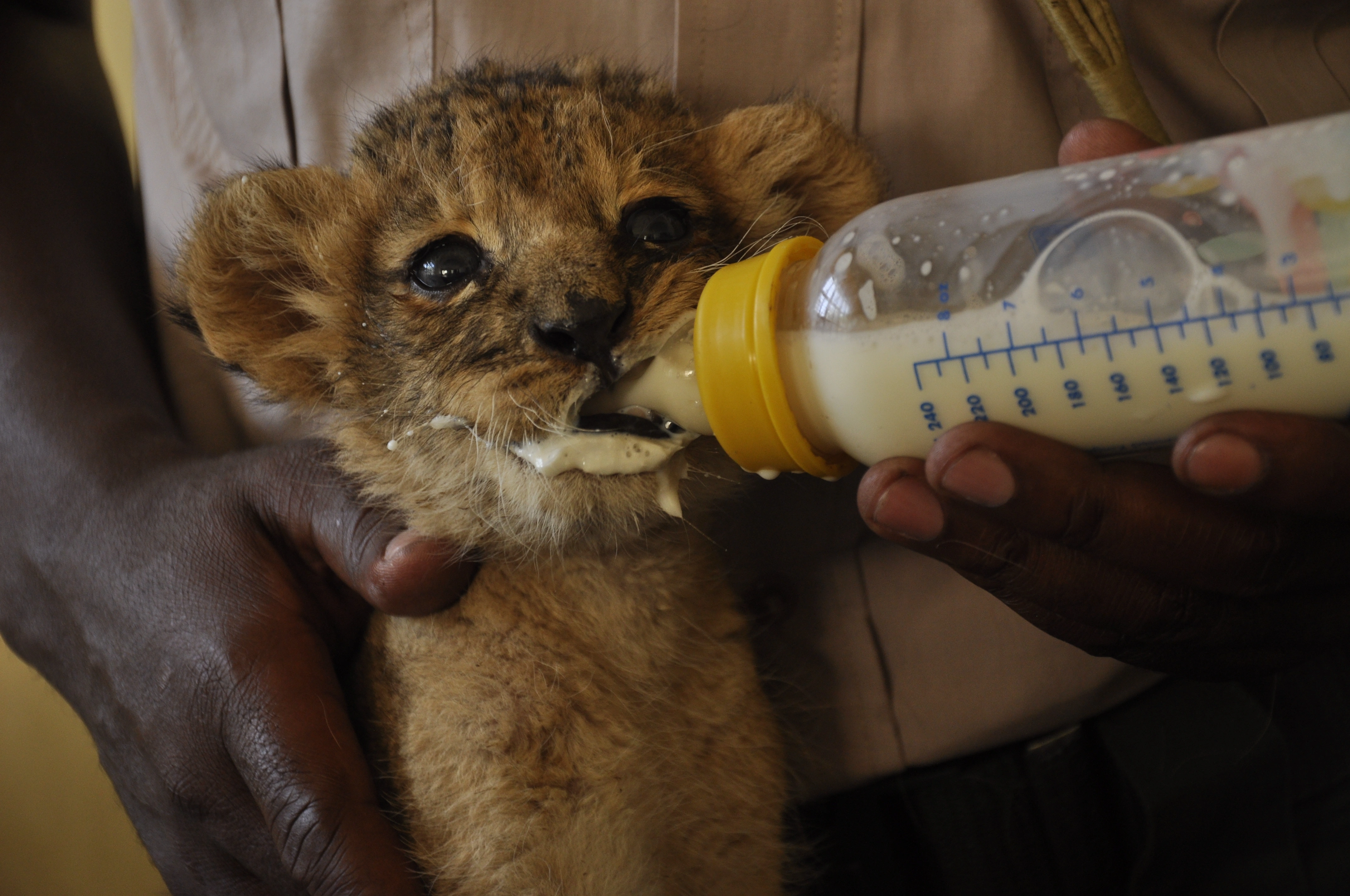 Nairobi Animal Orphanage image 4