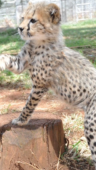 Nairobi Animal Orphanage image 5