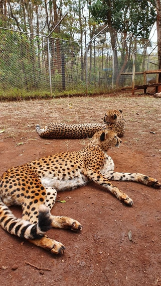 Nairobi Animal Orphanage image 6