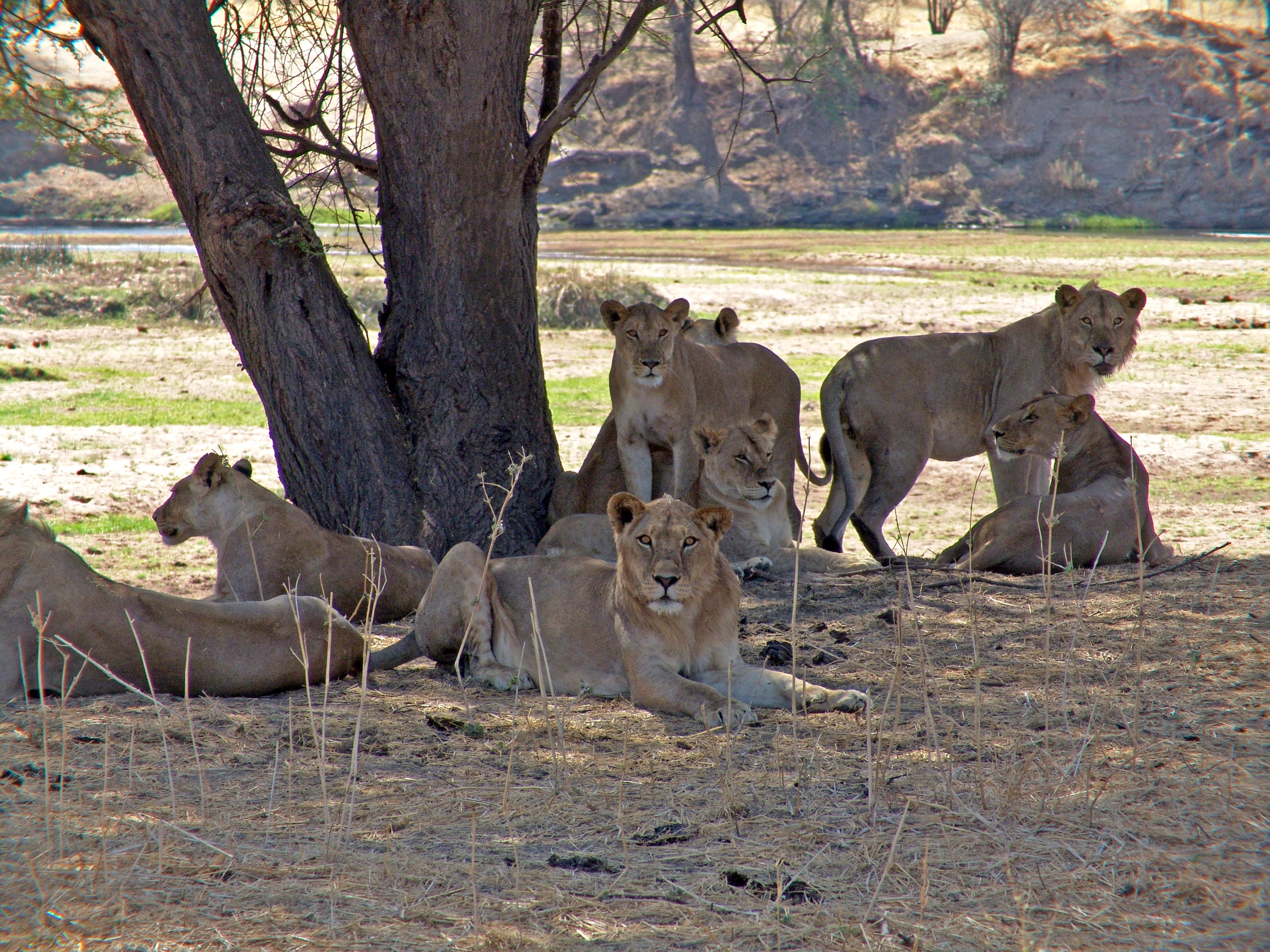 Ruaha National Park image 4