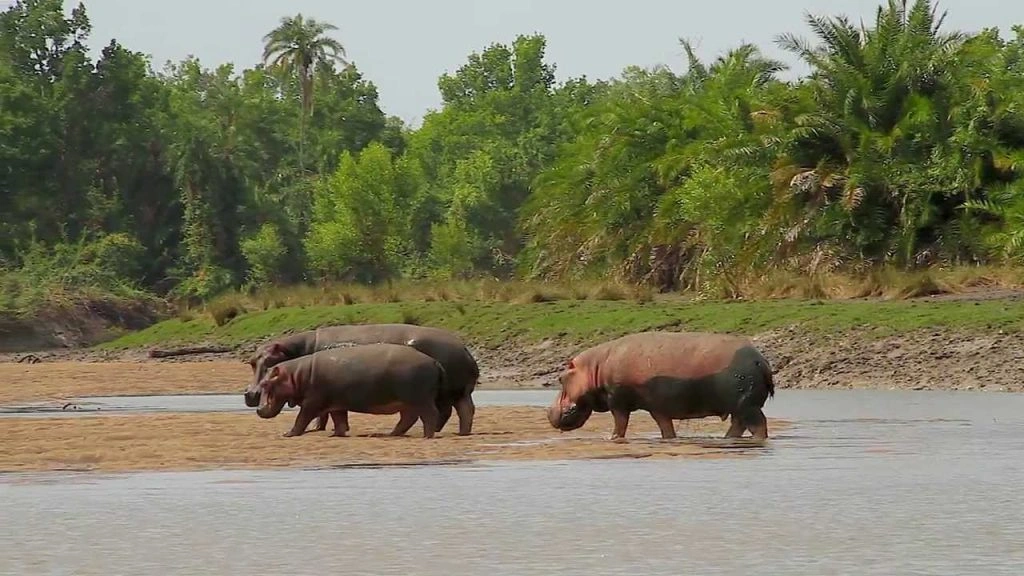 Saadani National Park image 6
