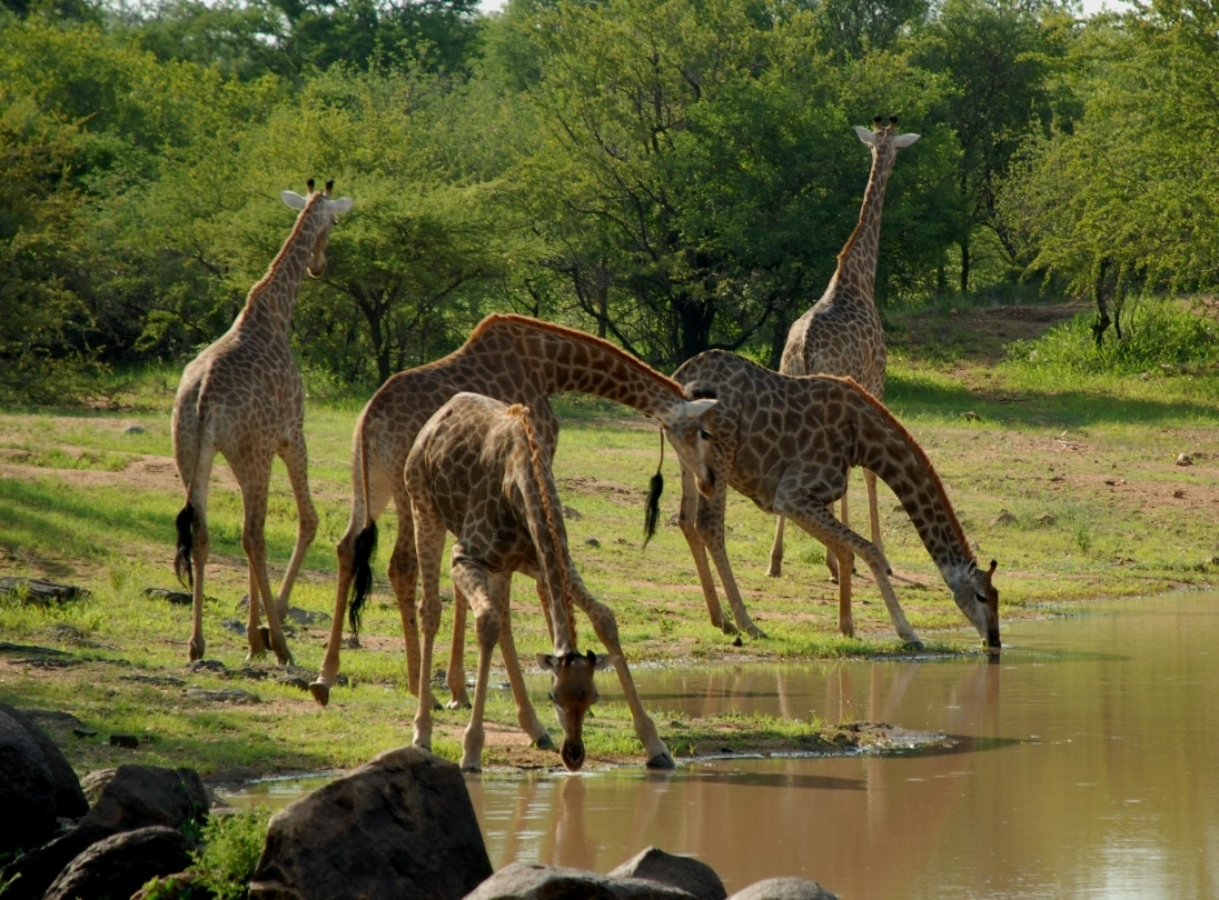 Saadani National Park image 4