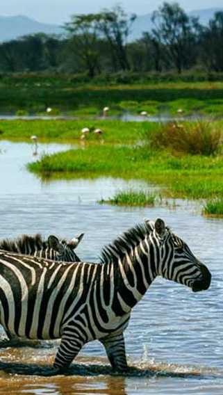 Saadani National Park image 3