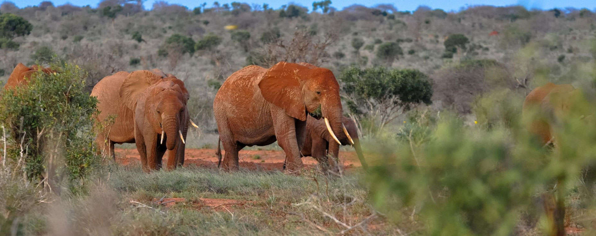 Tsavo East National Park image 2