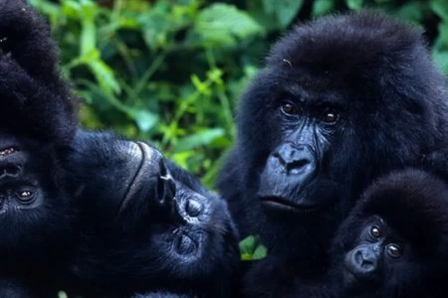 Bwindi Impenetrable Forest