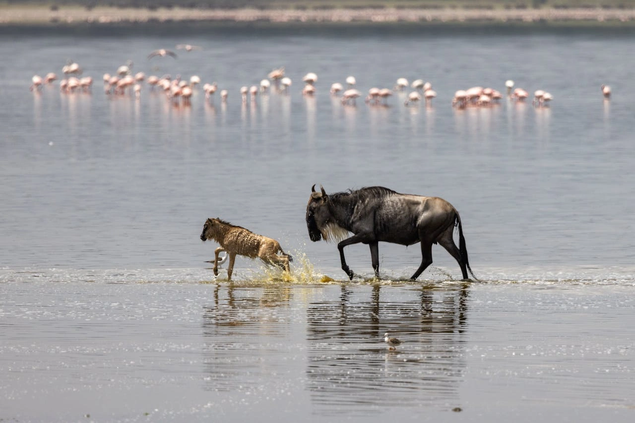 Diwaka Safaris