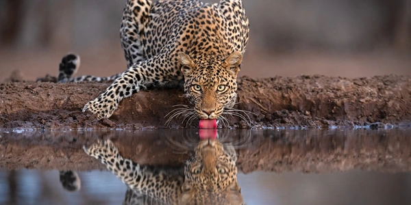 Tanzania safaris