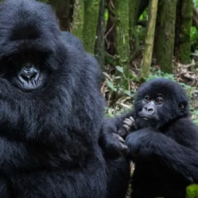 Uganda safaris