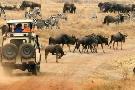 The Ultimate Safari Guide & Experience to Go On a Safari in Kenya!