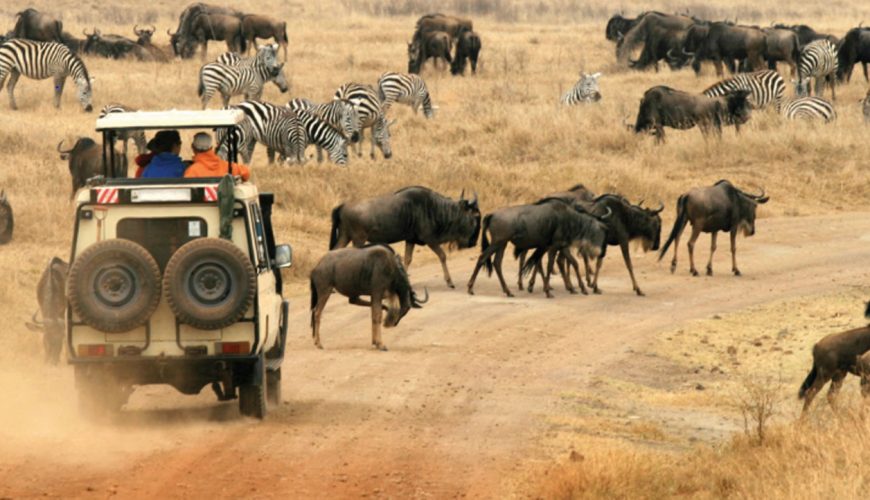 The Ultimate Safari Guide & Experience to Go On a Safari in Kenya!