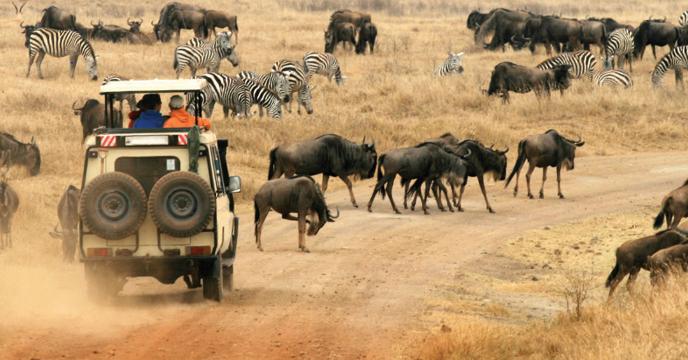 The Ultimate Safari Guide & Experience to Go On a Safari in Kenya!