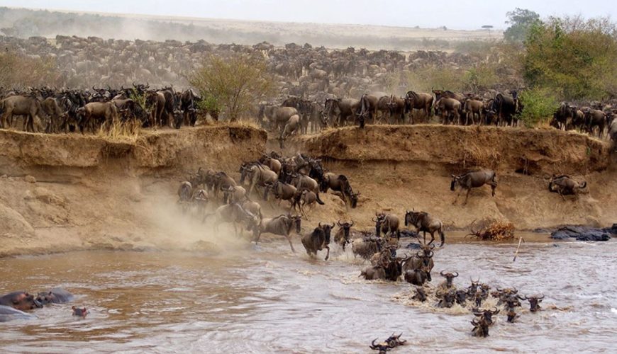 Masai Mara, Kenya-The Ultimate Safari Of A Lifetime!