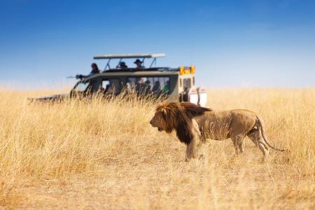 An Expert Guide To Planning a Kenya Budget Safari