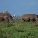 Nairobi National Park